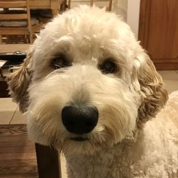Teddy Bear  - Goldendoodle
