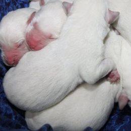 Labrador Retriever puppies from LabsToLove Labrador Retriever Pups Puppies