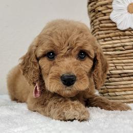 Dolly - Red  female Goldendoodle puppy in Temecula, California from Oodles O'Doodles