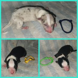 Border Collie Puppies from Lake Ridge Border Collies
