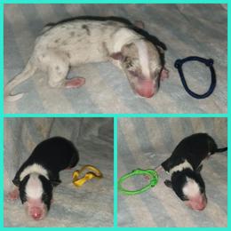 Border Collie Puppies from Lake Ridge Border Collies