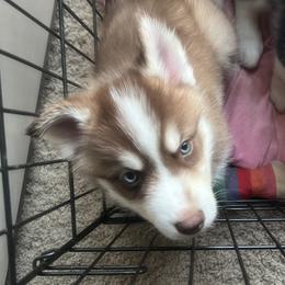 Boy 3 - Red and white male Siberian Husky puppy in Howard City, Michigan from Rustic Pines