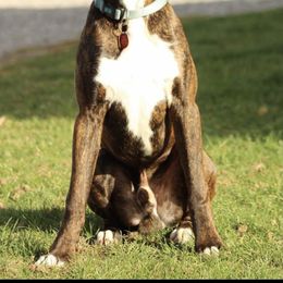 Boxer All Grown Up from Good Breeders