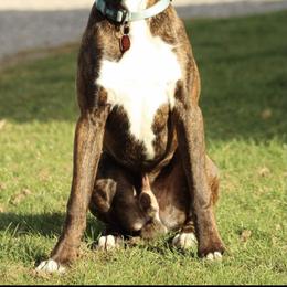 Boxer All Grown Up from Good Breeders