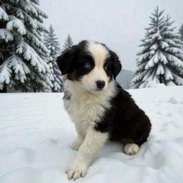 Moana - Black tri-color female Australian Shepherd puppy in Statesville, North Carolina from Charming Australian Shepherds