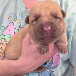 Blue Collar Boy - Sable male German Shepherd puppy in Dallas, Pennsylvania from Mountainside German Shepherds