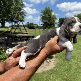 Male2-silver blue - Blue tan and white male Basset Hound puppy in Hudson, Michigan from Bachman’s Kennel