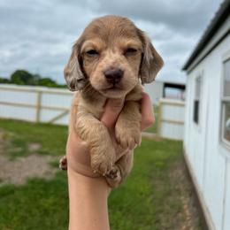 Archie - Dapple male Dachshund puppy in Nashville, Arkansas from Cuddles n Curls