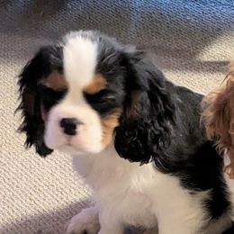 Cavalier King Charles Spaniels from Buttin'Heads Cavaliers