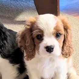 Cavalier King Charles Spaniels from Buttin'Heads Cavaliers