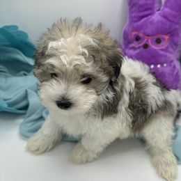 Cockapoo, Goldendoodle, and Maltipoo Puppies from Loris Pampered Pooches💕