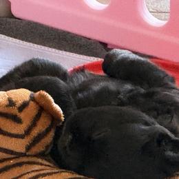 French Bulldog Puppies from EG Bullies