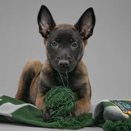 Belgian Malinois from Faubion Malinois