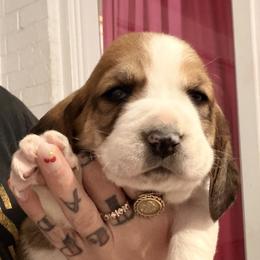 Guinness - Mahogany and white male Basset Hound puppy in Lubbock, Texas from Hound House