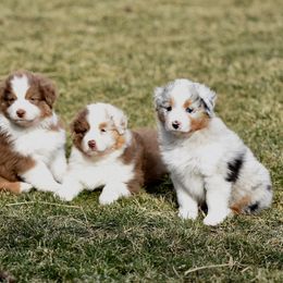 Australian Shepherd Puppies from NorthRidge Australian Shepherds