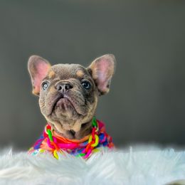 French Bulldog Puppies from Whatabulldog