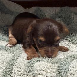 Mulan - Chocolate, tan and white female Yorkshire Terrier puppy in Crossville, Tennessee from Lil Britches Yorkies