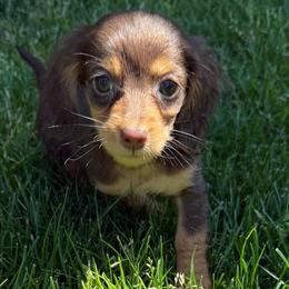 Peanut - Chocolate and tan male Dachshund puppy in Salem, Oregon from Longdox Mini Dachshunds
