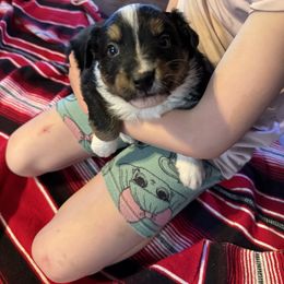 Australian Shepherd Puppies from Hayward aussies
