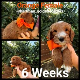 Orange - Red  female Goldendoodle puppy in Upland, California from Hartman Goldendoodles