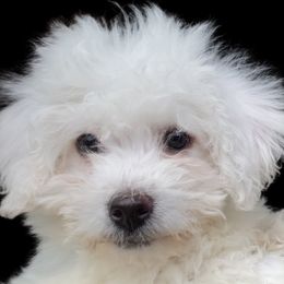 Havapoo puppies from My Havapoo Puppy