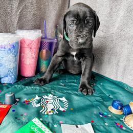 Mira - Black and white female Great Dane puppy in Climax, Michigan from Beaver Creek Danes