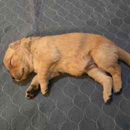 Yellow Collar - Golden female Golden Retriever puppy in El Dorado Hills, California from Asperheim Golden Retriever Puppies