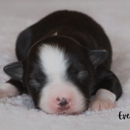 Miniature Australian Shepherd Puppies from Bellewynd Acres