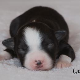 Miniature Australian Shepherd Puppies from Bellewynd Acres