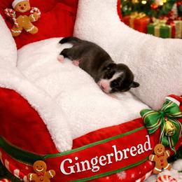 Gingerbread - Brindle and white male American Corgi puppy in Temple, Texas from Silver Moon Cardigan and American Corgis