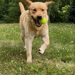 Labrador Retrievers from Shadowland Labs