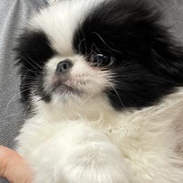 Puppy - Black and white male Japanese Chin puppy in Durant, Oklahoma from Sakura Japanese Chin