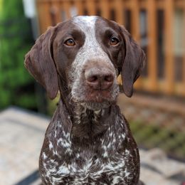 Frieda - German Shorthaired Pointer