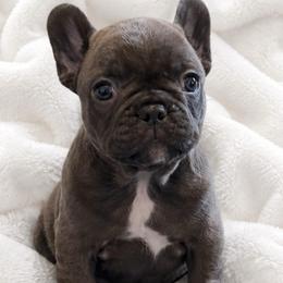 Girl 2 - Brindle female French Bulldog puppy in Madison, Wisconsin from MadCity Frenchies