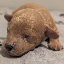 Black collar - Cream male Goldendoodle puppy in Connecticut from Valley View Doodles
