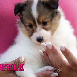 Truffle- chw sable merle female - White and sable merle female Shetland Sheepdog puppy in Frazeysburg, Ohio from Mountain High Kennels
