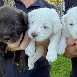 Miniature Schnauzer Puppies from Hume Family Mini Schnauzers