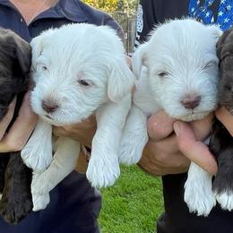 Miniature Schnauzer Puppies from Hume Family Mini Schnauzers