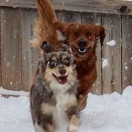 Golden Retriever and Miniature Australian Shepherd All Grown Up from Raised Right Pups