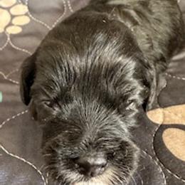 Maggie - Black and white female Cavapoo puppy in St. Louis, Missouri from Sweet Snuggles Cavapoos