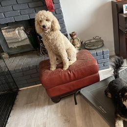 Gemma - Poodle