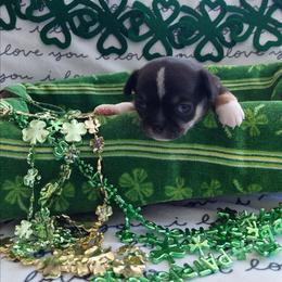 Pedro - Black and white male Chihuahua puppy in Brook Park, Minnesota from Northstar Chihuahuas