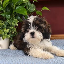 Randy - Black gold and white male Cavatzu puppy in Grove, Oklahoma from Rocky Oak Cavaliers & Biewer Terriers LLC