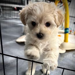 Marigold - Gold female Morkie puppy in Tucson, Arizona from Sun-Kissed Morkies