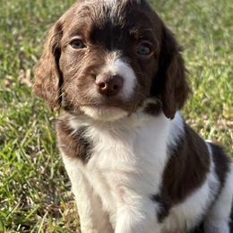 Trigger - Liver and white male Brittany puppy in Adairsville, Georgia from Rocking L Farms