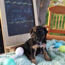 Cooper - Black tri-color Aussiedoodle puppy in Hopkins, Missouri from Mowry Creek Mini Aussiedoodles and More