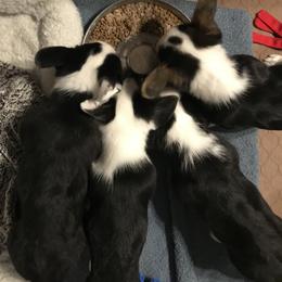 Cardigan Welsh Corgi Puppies from Grandiose Cardigan Welsh Corgis