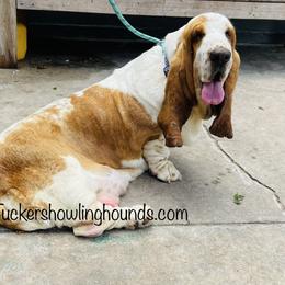 Penny - Basset Hound