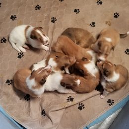 Collie Puppies from Pryor  Creek Rough-Collies