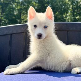 Egypt - White female Siberian Husky puppy in Mechanicsville, Virginia from Shinko Siberians